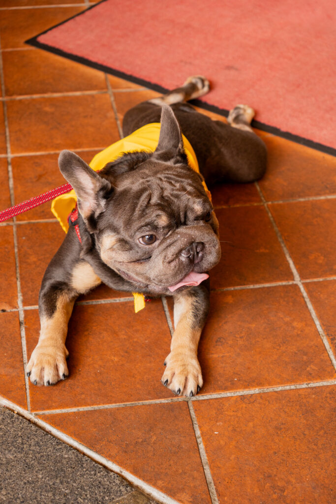 Dog friendly cafe in Singapore